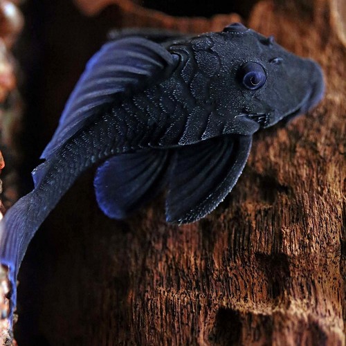 Baryancistrus beginni sp.blue L239 (7-8 cm)